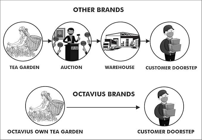 Octavius Tea Variety Pack | 3 Assorted Green Teas | 25 Teabags Per Pack | Sampler Tea Pack | Pack of 2 | 50 Teabags Total | Premium Indian Green Tea Collection