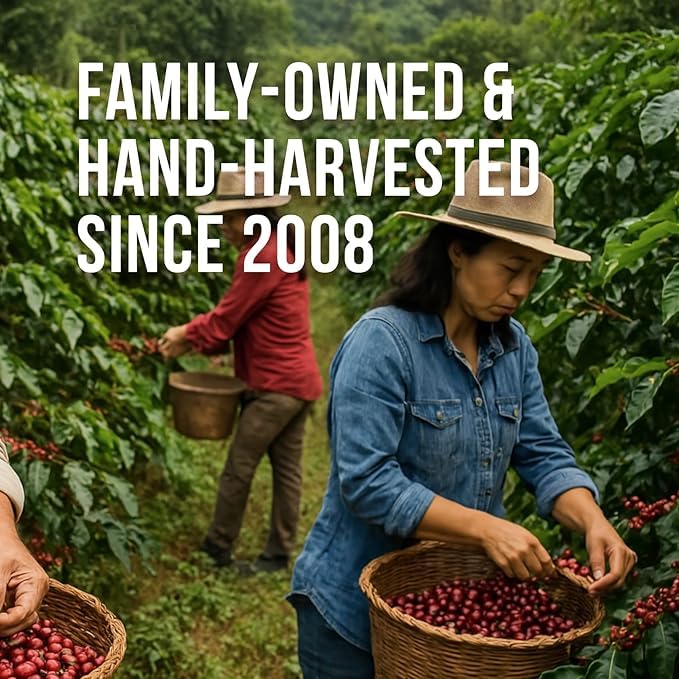 Don Memo Honduras Single-Origin Dark Roast Coffee Beans – Low Acid, Shade-Grown Arabica (Whole Bean, 12 oz) – Sustainably Farmed