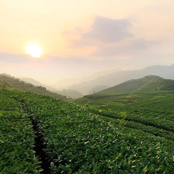 BAMATEA Tieguanyin Oolong Tea Loose Leaf Chinese Loose Leaf Oolong Tea Tie Guan Yin Tea Iron Goddess Oolong Tea from Anxi High Mountain 66g