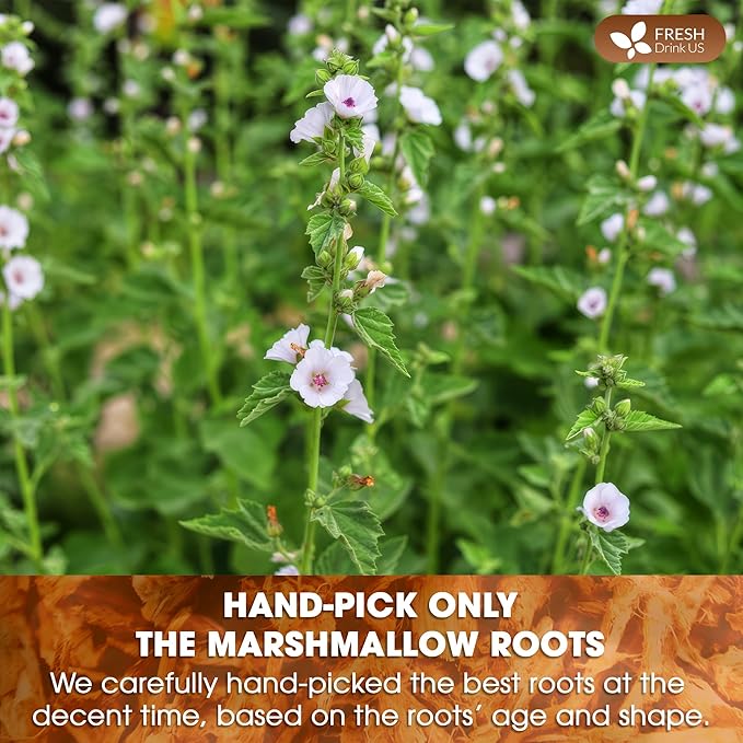FreshDrinkUS, Premium 55 Marshmallow Root Tea Bags, 100% Natural & Pure from Marshmallow Root, Eco-Conscious Tea Bags, Herbal Tea. No Sugar, No Caffeine, No Gluten, Vegan.