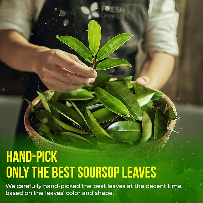 FreshDrinkUS, 120+ Premium Soursop Graviola Dried Leaves Tea, 40 Cups, 120-130 Natural Leaves, Whole Leaves, Wildcrafted, Graviola, Hoja Guanabana, Soursop Loose Leaf Herbal Tea, No Gluten, Vegan