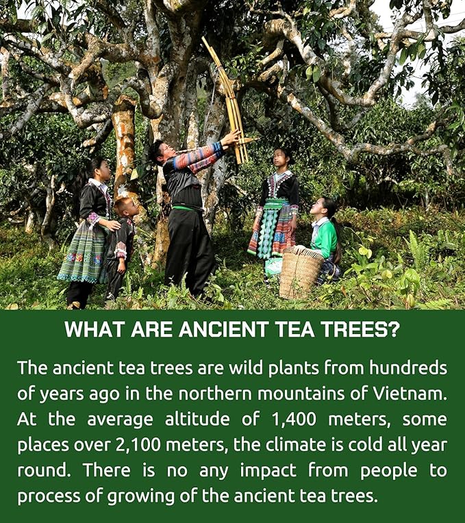 VIXI Green Oolong Tea Loose Leaf, 16.00 Oz, Vietnam's Mountain Tea, Caffeinated, Dried Whole Full Large Leaves, 100% Natural from Ancient Tea Tree, Perfect for Hot and Cold Brew