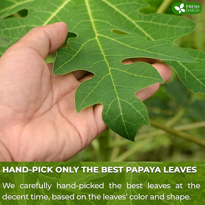FreshDrinkUS Premium 135 Papaya Leaf Tea Bags, 100% Natural & Pure. Loose Leaf Herbal Tea. Made with Natural Material Tea Bags. No Sugar, No Caffeine, No Gluten, Vegan