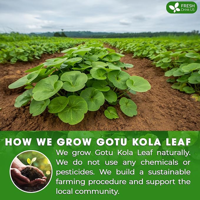 FreshDrinkUS, Premium Gotu Kola Leaf Tea – 40 Tea Bags | Pure Dried Centella Asiatica Leaves | Naturally Caffeine-Free Herbal Tea | Refreshing Aroma & Smooth Taste | Premium Herbal Infusion. Vegan