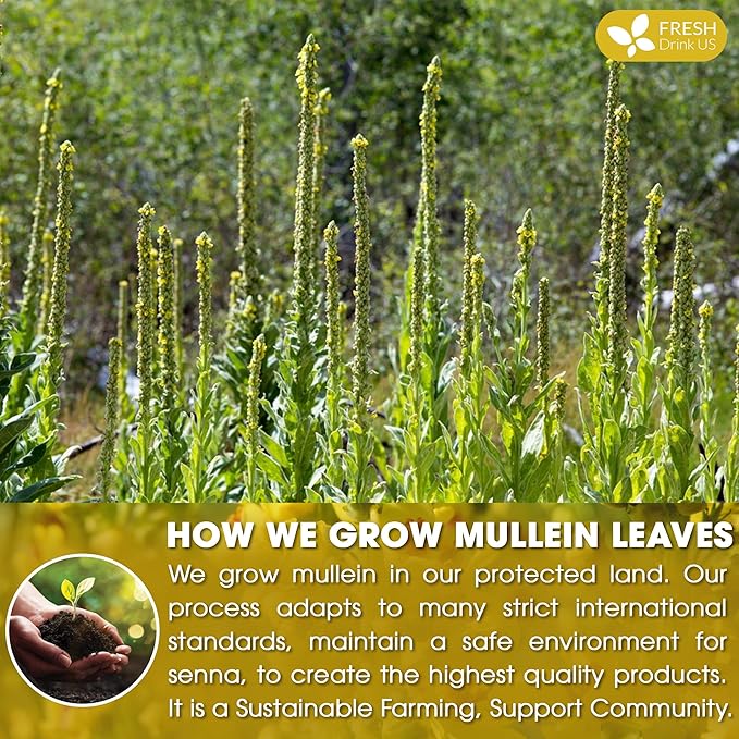 FreshDrinkUS, Premium 120 Mullein Leaf Tea Bags For Lung, 100% Natural & Pure from Mullein Leaves. Loose Leaf Mullein Herbal Tea. Made with Natural Material Tea Bags. No Sugar, No Caffeine, No Gluten, Vegan.