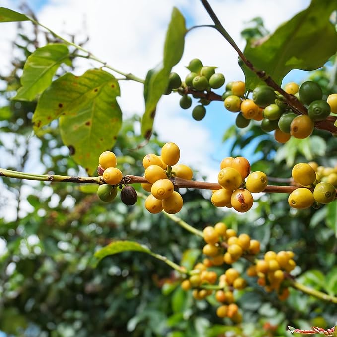 doanhdang - 17.6 Oz Premium Yellow Bourbon Whole Bean Coffee, 100% Medium Roast, Rich Flavor for Espresso Shot and Brew, Origin from Vietnam, Whole Med Roast Beans