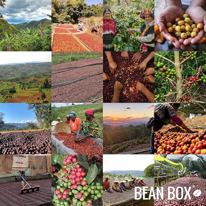 Colombia Jhoan Vergara - Roasted by Perc Coffee - Whole Bean Coffee - 2 Pound Bag