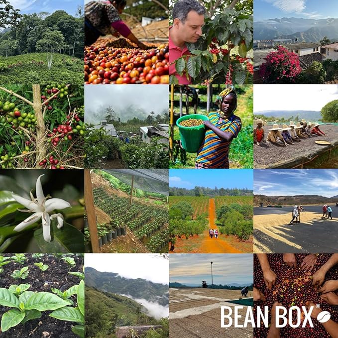 Colombia Jhoan Vergara - Roasted by Perc Coffee - Whole Bean Coffee - 12 Ounce Bag