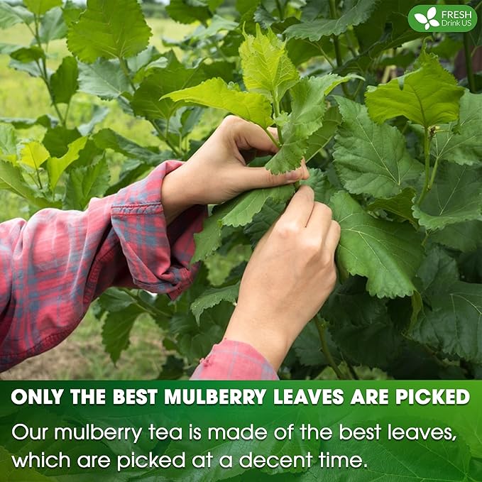 FreshDrinkUS Premium 75 Mulberry Leaf Tea Bags, 100% Natural & Pure. Loose Leaf Herbal Tea. Made with Natural Material Tea Bags. No Sugar, No Caffeine, No Gluten, Vegan