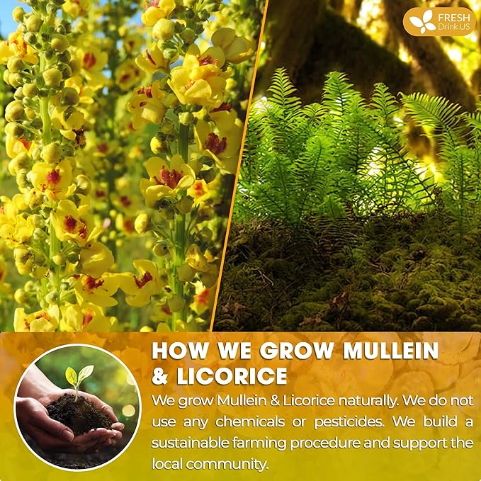 FreshDrinkUS, Premium 75 Mullein Licorice Tea Bags, 100% Natural, Blend of Mullein Leaves, and Licorice Root. Made with Natural Material Tea Bags. No Sugar, Vegan.