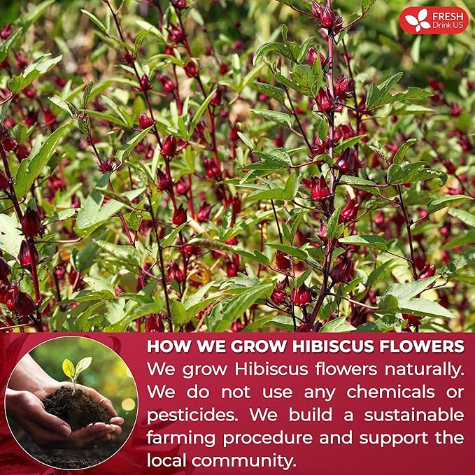 FreshDrinkUS, Premium 235 Hibiscus Flowers Tea Bags, 100% Natural, Pure from Hibiscus Flowers. Loose Flower Herbal Tea. No Sugar, No Caffeine, No Gluten, Vegan.