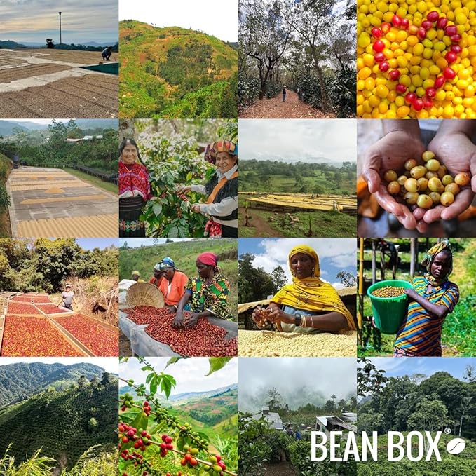 Brazil Legender - Roasted by Perc Coffee - Whole Bean Coffee - 12 Ounce Bag