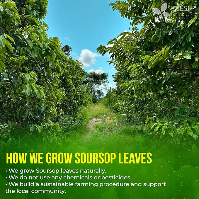 FreshDrinkUS, 75+ Premium Soursop Graviola Dried Leaves Tea, Natural Whole Leaves, Wildcrafted, Hoja De Guanabana, Soursop/Guanabana/Graviola Tea, No Sugar/Gluten/Caffeine/Non GMO, Vegan