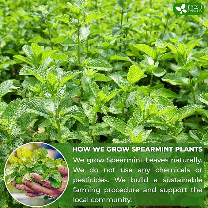 FreshDrinkUS, Premium 120 Spearmint Tea Bags, 100% Natural & Pure from Spearmint Leaves. Loose Leaf Spearmint Herbal Tea. Made with Natural Material Tea Bags. No Sugar, No Caffeine, No Gluten, Vegan.