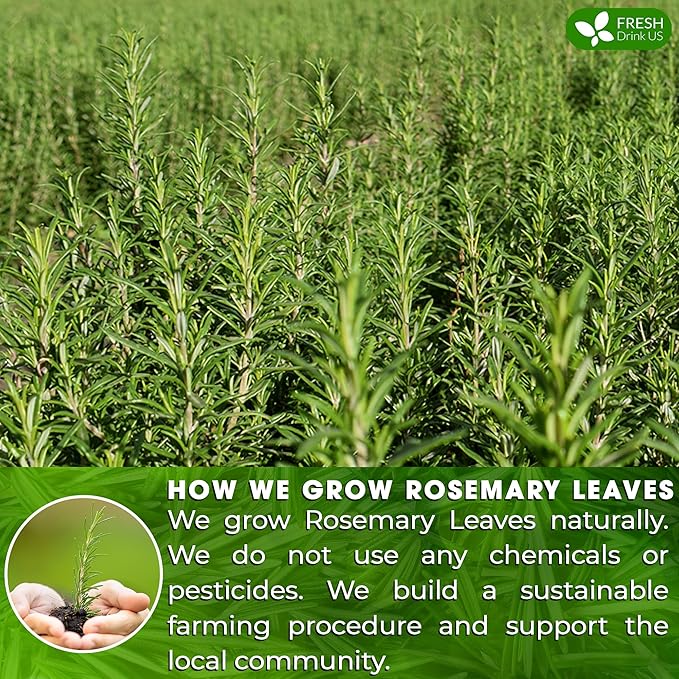 FreshDrinkUS, Premium 75 Rosemary Leaf Tea Bags, 100% Natural and Pure Rosemary Dried Leaves, Pure Herbal Tea, No Additives, No Caffeine, No Gluten, Vegan.