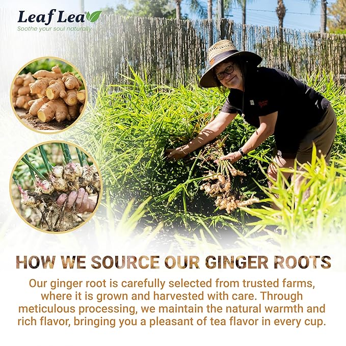 LeafLea 160 Ginger Tea Bags, Pure Ginger Root Herbal Tea, Spicy & Comforting, Supports Digestion & Immune Health, Caffeine Free, Sugar Free, Non-GMO, Vegan, Individually Wrapped for Freshness