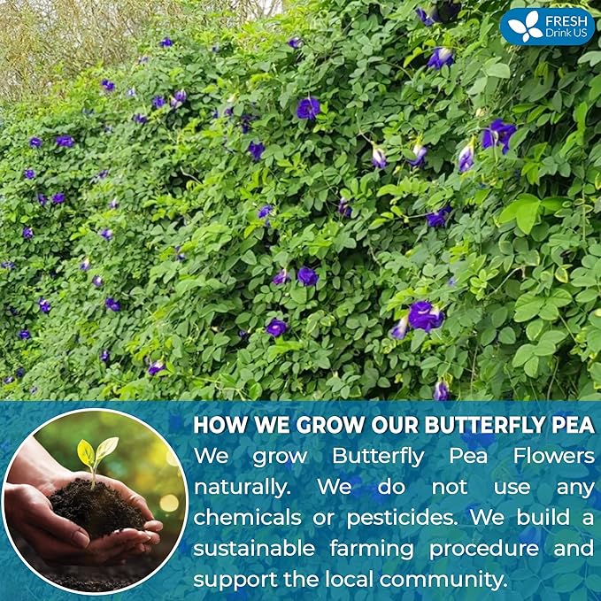 FRESHDRINKUS Premium 55 Butterfly Pea Flowers Tea Bags,100% Pure, Organic, Non GMO, Made With Organic Bags, Sugar/ Caffeine/ Gluten Free, Wildcrafted, Vegan, Handmade Product